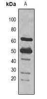 rbcL Antibody