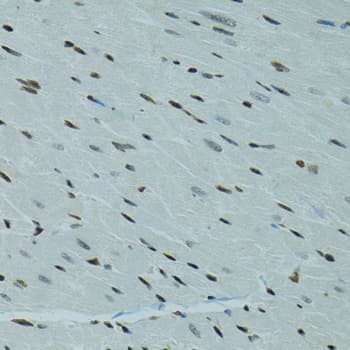 AHR Antibody