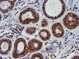 TIMP2 Antibody (clone OTI1A6, Carrier-free)