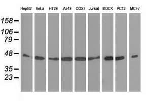 DNAJA2 Antibody (clone OTI3A1)