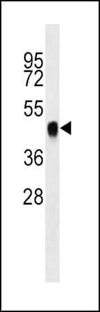 BMI1 / PCGF4 Antibody