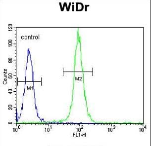 DAAM1 Antibody (aa341-370)