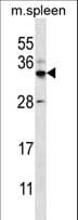 Polyclonal Rabbit anti-Human FOXI2 Antibody (aa116-143, WB)