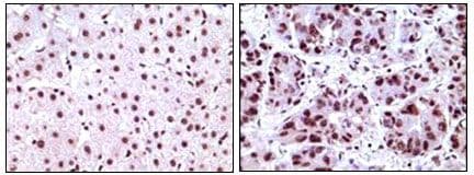 Monoclonal Mouse anti-Human NPM2 Antibody (clone 7H10B9, IHC, IF, WB)