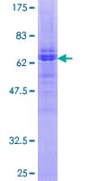 Human STRADA / LYK5 Protein (Recombinant GST)