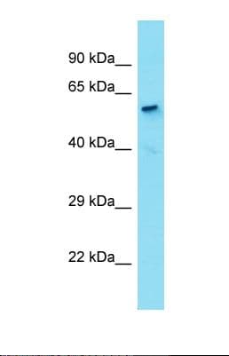 HDAC1 Antibody (N-Terminus)