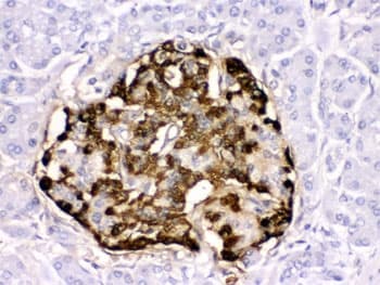 GLP1 / Glucagon-Like Peptide 1 Antibody