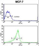 Polyclonal Rabbit anti-Human RASL11B Antibody (aa37-66, WB)