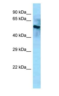 BCO2 / BCDO2 Antibody (aa201-250)