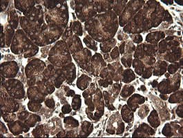 POGK Antibody (clone OTI2G8)