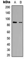 R3HCC1L / C10orf28 Antibody (C-Terminus)