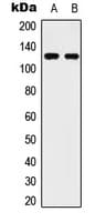 IHC-plus™ ULK2 Antibody (C-Terminus)