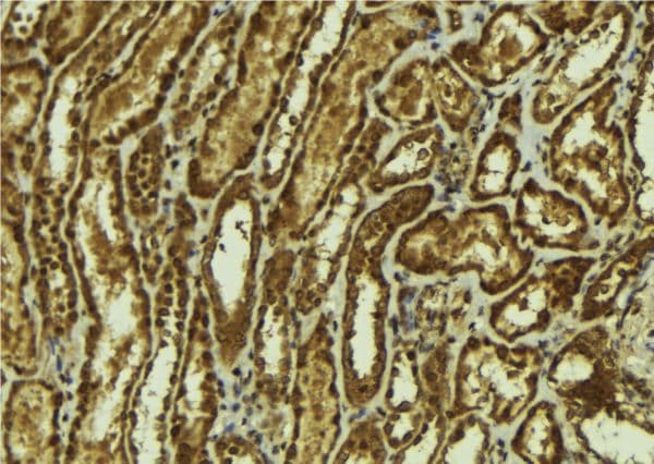SMOX / PAO Antibody