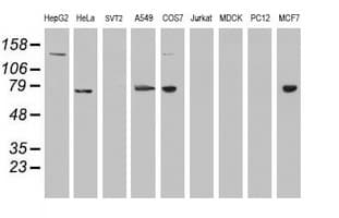 USP7 / HAUSP Antibody (clone OTI1B2)