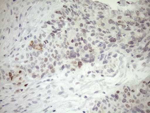 ZNF230 Antibody (clone OTI1E2)