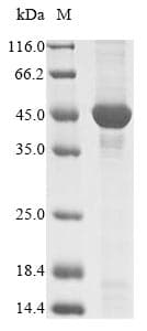 Mycobacterium avium disA Protein (Recombinant 10His, N-terminus + Myc, C-terminus)