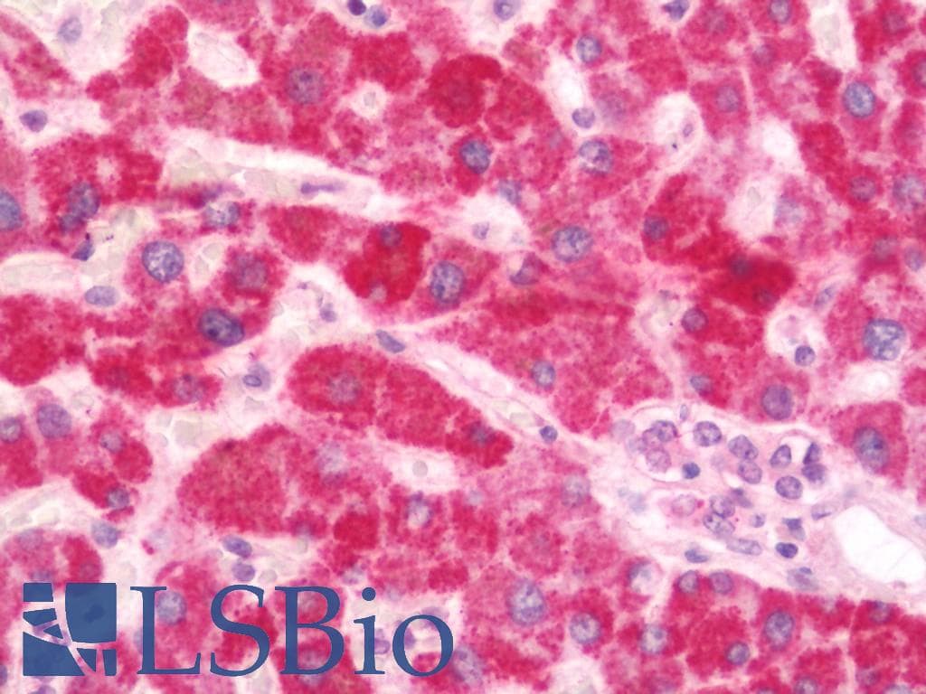 IHC-plus™ Monoclonal Mouse anti-Human CRTC3 Antibody (clone 5G9, IHC, IF, WB)
