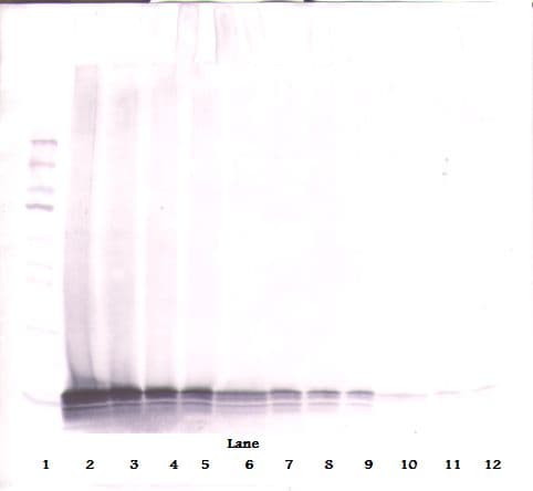 CCL21 / SLC Antibody