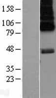 HTR6 / 5-HT6 Receptor Protein (Over-Expression Lysate Myc-DDK (Flag))
