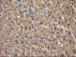 CAT / Catalase Antibody (clone 1B6, Carrier-free)