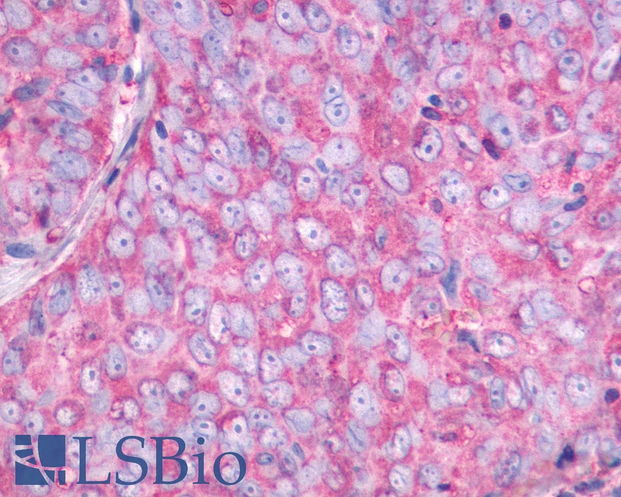 PathPlus™ NMBR Antibody (C-Terminus)