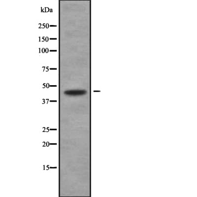 HRH4 / Histamine H4 Receptor Antibody