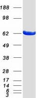 Human COASY Protein (Recombinant Myc-DDK (Flag))
