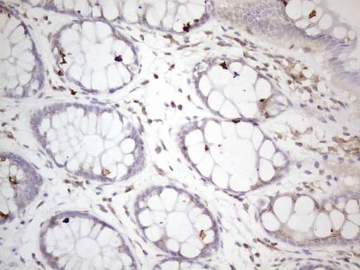 ZNF69 Antibody (clone OTI4D9)