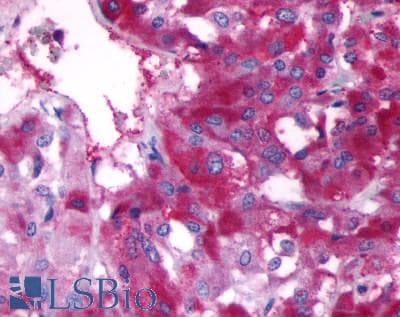 PathPlus™ ADRB3 Antibody (N-Terminus)