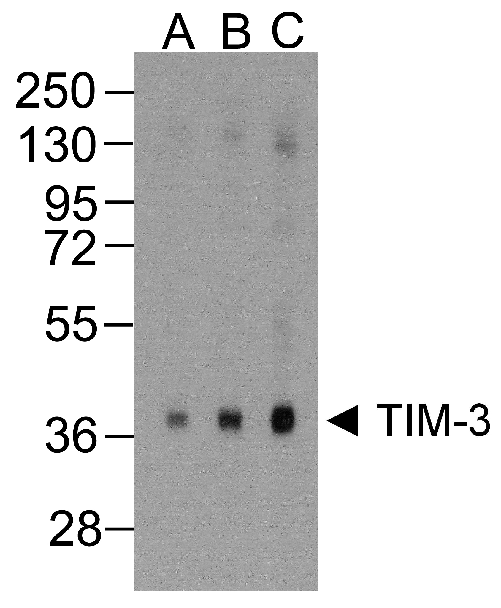 HAVCR2 / TIM-3 Antibody (clone 2A6)