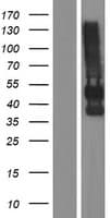 Human CEAL2 / CEACAM16 Protein (Over-Expression Lysate Myc-DDK (Flag))