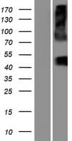 SLC16A13 Protein (Over-Expression Lysate Myc-DDK (Flag))