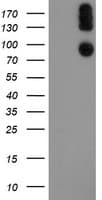P3H1 / LEPRE1 Antibody (clone OTI1D2)