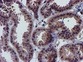 CHCHD5 Antibody (clone OTI4F3)