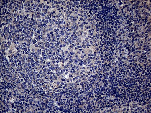 PON3 Antibody (aa30-319, clone OTI1A5)