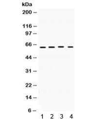 BAG3 / BAG-3 Antibody
