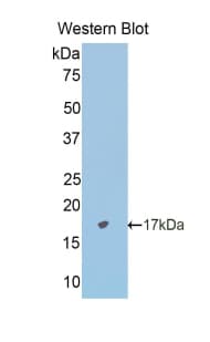 CDH2 / N Cadherin Antibody (aa295-414, Biotin)