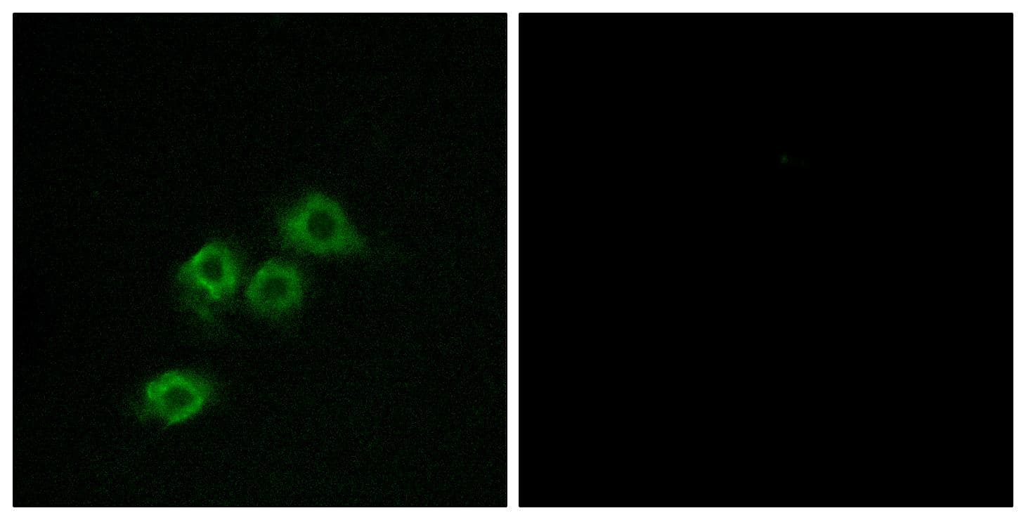 Polyclonal Rabbit anti-Human GPR1 Antibody (IF)