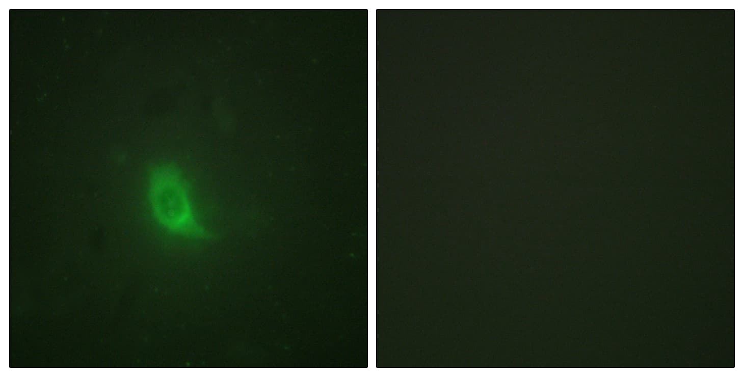 ESPL1 / Separase Antibody (phospho-Ser801)