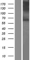 SLC17A7 / VGLUT1 Protein (Over-Expression Lysate Myc-DDK (Flag))
