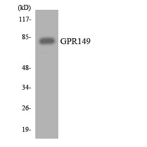 Polyclonal Rabbit anti-Human GPR149 / PGR10 Antibody (aa443-492, WB)