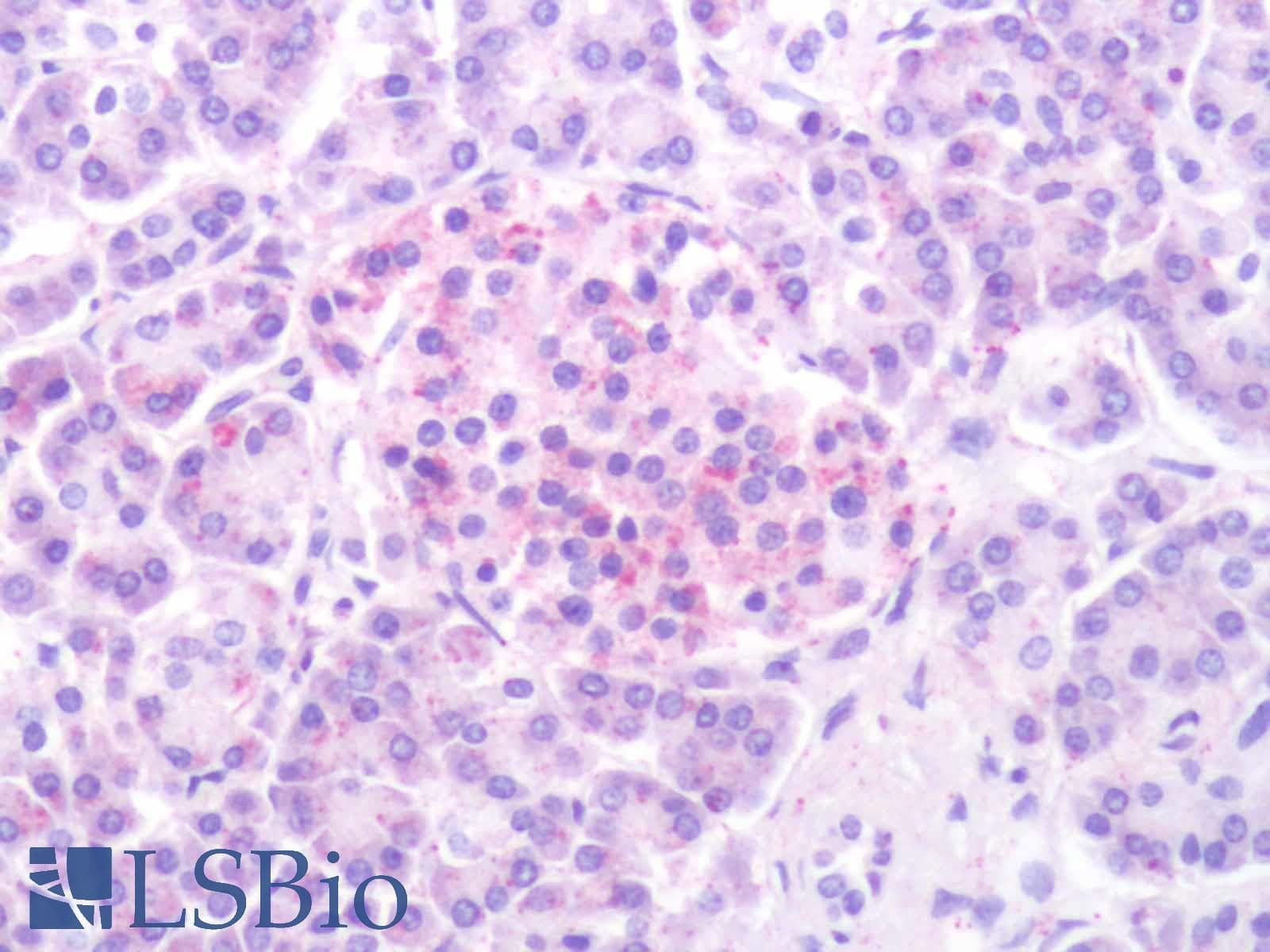 IHC-plus™ HTR1D / 5-HT1D Receptor Antibody (Extracellular Domain)