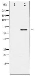 ELK1 Antibody