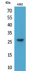 FGF8 Antibody
