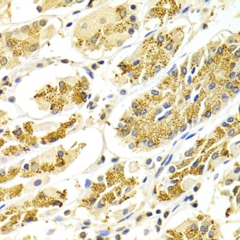ATP6AP1 Antibody