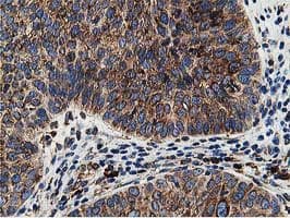 SSR1 Antibody (clone OTI4H6, Carrier-free)