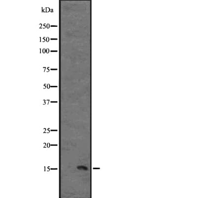 IL13 Antibody