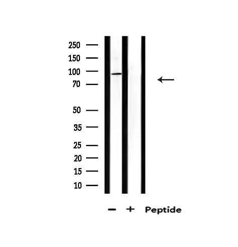 CDK11A / CDC2L2 Antibody