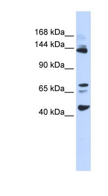 BRD8 Antibody (aa539-588)
