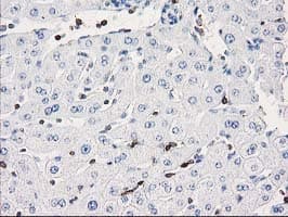 DEF8 Antibody (clone OTI4B6)